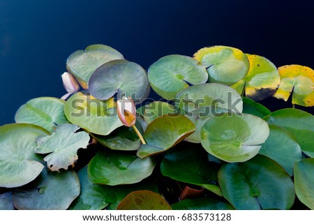 Cream and yellow Water Lily - Nymphaceae Nymphaea Arc-en-ciel with leaves floating on pond water