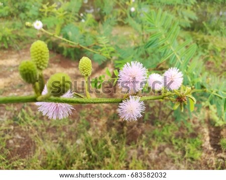Close up Mimosa pigra pink flower,[Giant Sensitive Tree, Catclaw Mimosa]