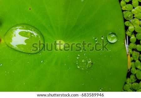 Water droplets on Lotus leaf
