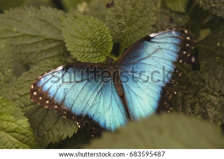 blue and black butterfly on leave