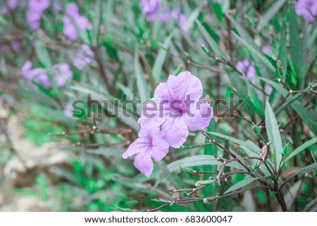 Ruellia tuberosa Blue-violet color 