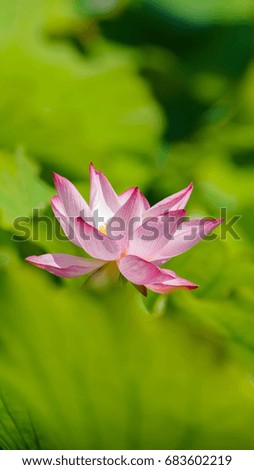 Summer flowers series, beautiful pink lotus flower, vertical image good for mobile phone wallpaper or user lock background. 