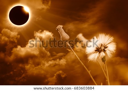 Amazing scientific natural phenomenon. Prominence and internal sun's corona. Total solar eclipse with diamond ring effect glowing on orange sky with clouds and flower, serenity nature background.