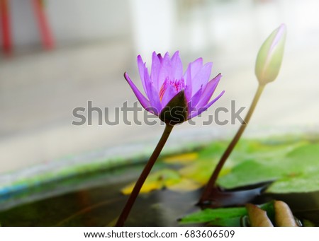 Beautiful purple lotus.