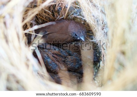 baby bird nest nestling