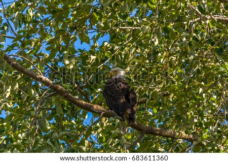 Adult bald eagle (Haliaeetus leucocephalus) perched on a branch in a black cottonwood tree (Populus trichocarpa) photographed in summer on Jetty Island in Puget Sound off Everett, Washington.