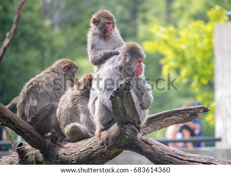 Group of snow monkey watching  visitors from a tree branch Royalty-Free Stock Photo #683614360