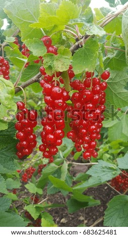 Red currants growing on a shrub.