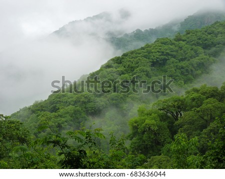 Overview of the cloud forest in the early morning mist.
Aerial photo of the bright vegetation covering the mountainsides.
The picture was taken in Salta, Argentina