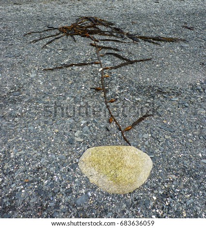 Seaweed laying on a grey stony beach resembling a tree.
Macrocystis integrifolia.
The picture was taken in Ushuaia, Argentina