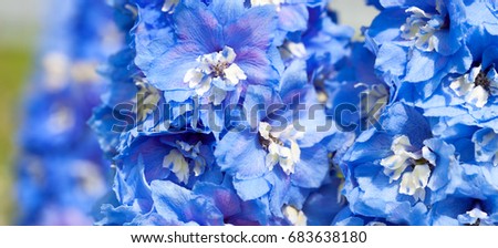 blue flowers of a delphinium close up macro. panorama floral.