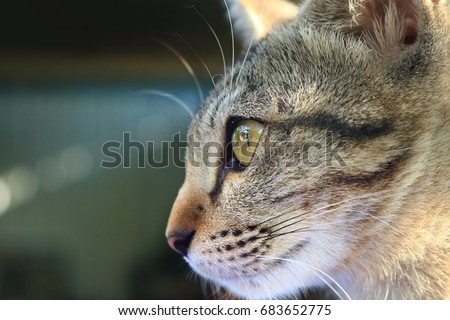 Thai Cat,Eyes Cat