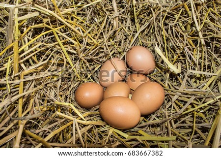 eggs in farm