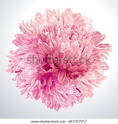 Modern floral art - Pink Asters and Chrysanthemums. Flower vector composition made in the form of a ball for wedding decoration, Valentine's Day,  Mother's Day, sales and other events Royalty-Free Stock Photo #683707957