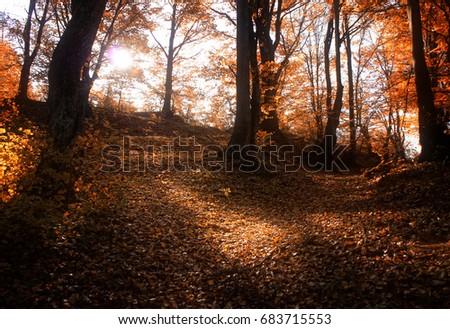 Autumn forest light Royalty-Free Stock Photo #683715553