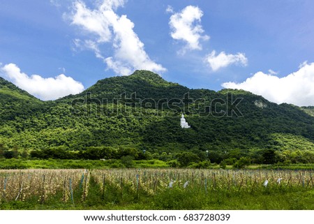 The large white Buddha is located on a hill covered with green trees. The area below grows agricultural crops. And behind the white clouds and blue sky is the landscape.
