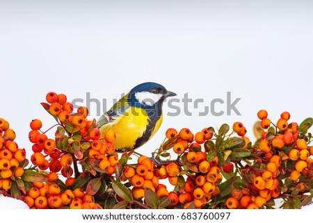 Cute bird. Bird on branch. White snow background. Plant; Scarlet firethorn
Great Tit / Parus major 