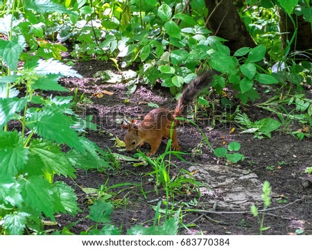 Squirrel in the forest