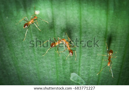 Yellow Crazy Ants(Anoplolepis gracilipes) transfers food among members of their community.