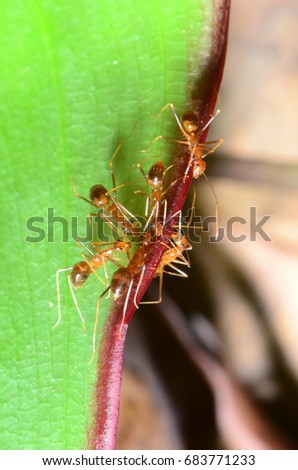 Yellow Crazy Ants(Anoplolepis gracilipes) transfers food among members of their community.