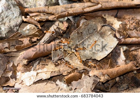 Yellow Crazy Ants(Anoplolepis gracilipes) prey on a termite.