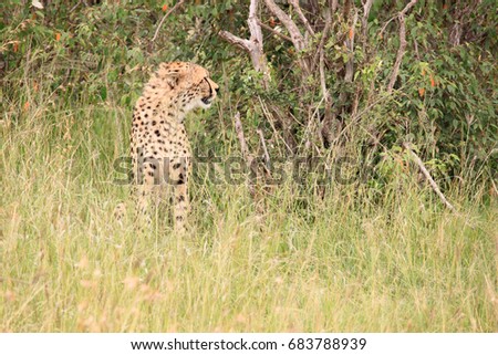 Cheetah is sitting, Kenya