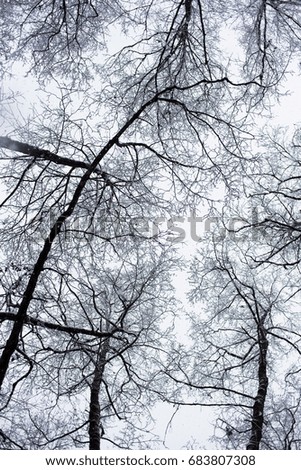 Dark snowy branches against cloudy sky
