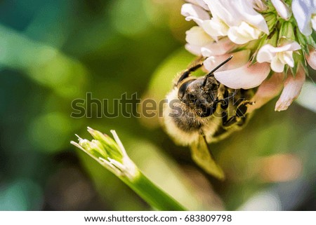 Bee at flower collecting pollen 