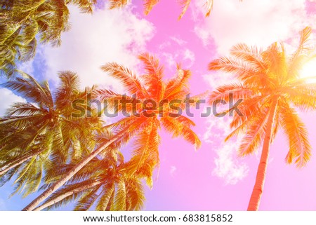 Coco palm tree in hot pink tone. Tropical landscape with palm. Palm tree crown on blue sky. Sunny tropical island instagram filter photo. Sunshine on palm leaf. Blooming tropical nature. Exotic travel