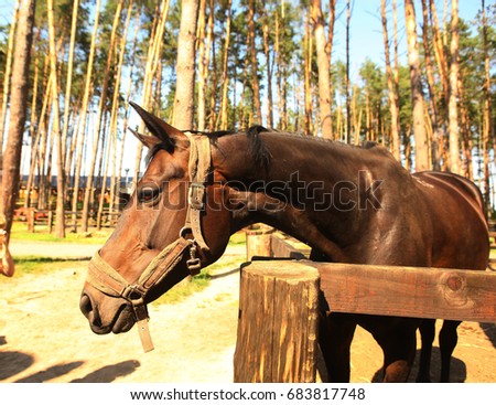 red horse in paddock full body photo on summer country pine trees background