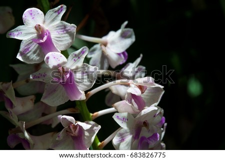 Rhynchostylis retusa (Foxtail Orchid) is an exotic blooming orchid, belonging to the Vanda alliance.The inflorescence is a pendant raceme, consisting of more than 100 pink-spotted white flowers