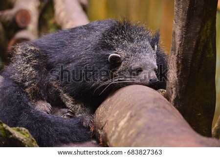 binturong sleeping on the tree branch