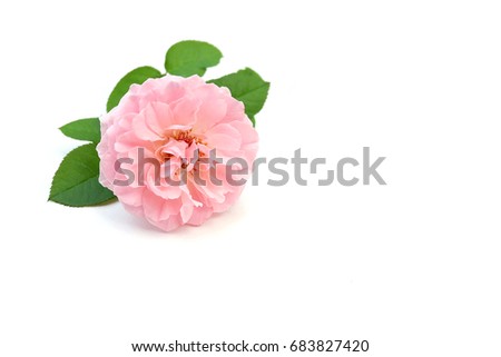Pink rose petals isolated on white background for valentines day