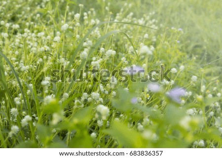 many white flower on field with soft focus