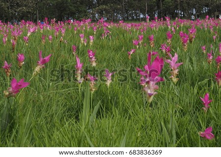 Siam tutip ( krachai flower) beautiful pink flower  at Sai Thong  National Park Chaiyaphum , Thailand
