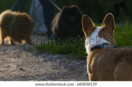 Cardigan Welsh Corgi looking at two Pomeranian in the evening sunshine