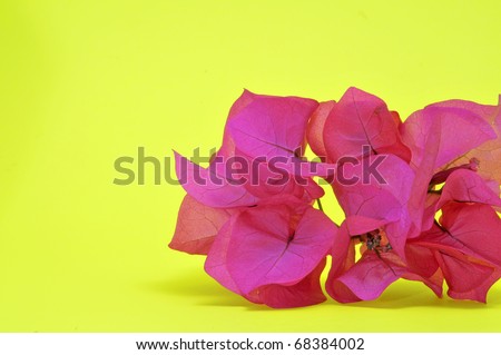 Bougainville pink flowers on a yellow background