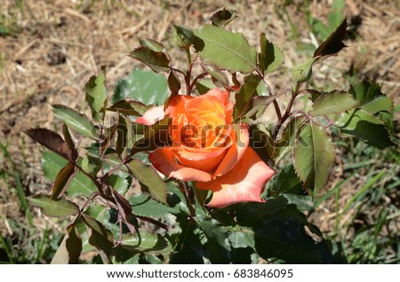Beautiful yellow rose on a green plant background