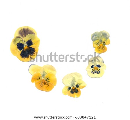 Pressed plants pansies flowers on the white background