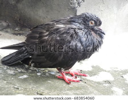 pigeon ,Dove, wet hair with rain water And ill sick