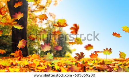 fall leaf in autumn, colorful maple leaves falling down from tree against blue sky, foliage on the ground, cheerful autumn day in an idyllic landscape, golden october concept Royalty-Free Stock Photo #683859280