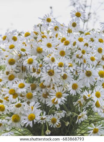 Beautiful bouquet of wild flowers of white chamomiles