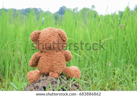Green field bears