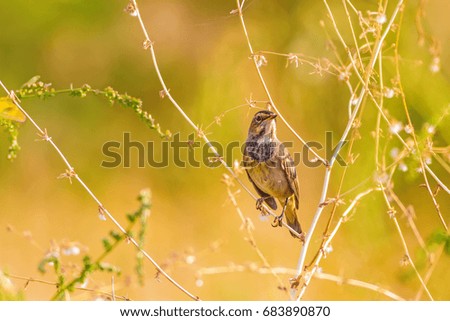 Bird on branch. Green nature background.
Bluethroat / Luscinia svecica