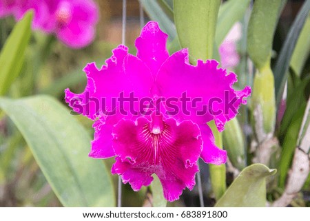 Close up : Beautiful Orchids in thailand,Thai orchids. Orchids nature background.
