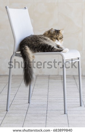 Tender female cat on the chair, brown tabby white siberian cat