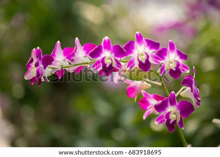 Beautiful orchid in the garden.