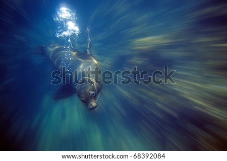 Galapagos Sea Lion Royalty-Free Stock Photo #68392084
