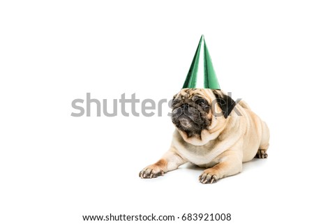 studio shot of pug dog in party hat, isolated on white 