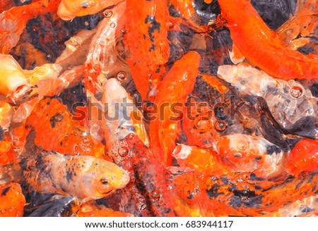 Photo Picture of Carp Fish Texture Background Pattern